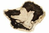 Polished Petrified Wood Limb - Eagle's Nest, Oregon #199027-1